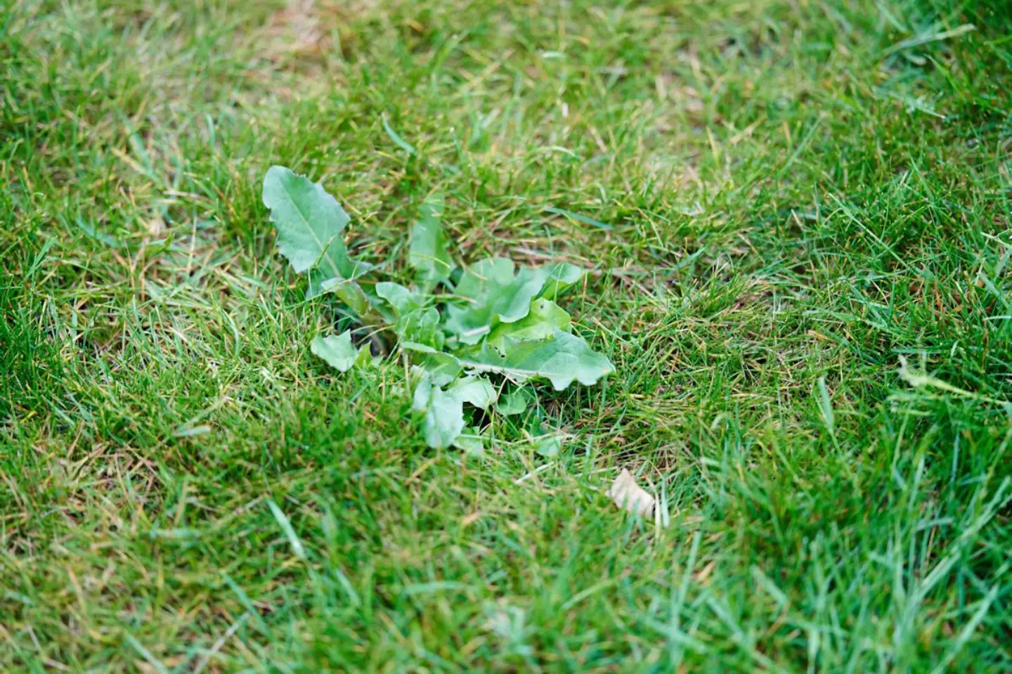 service single images