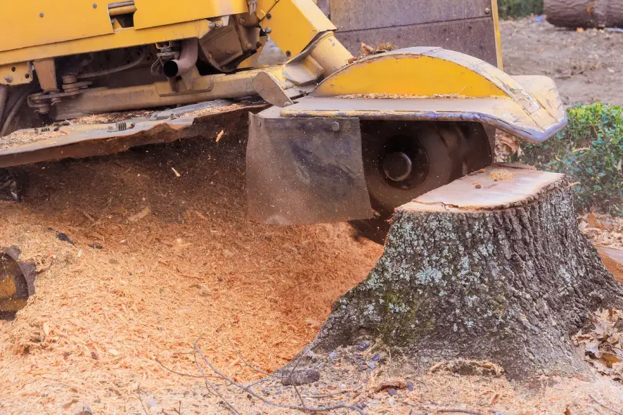 service single images